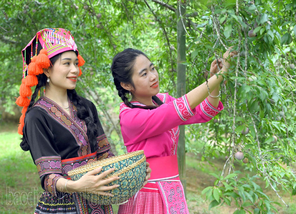 Điện Biên: Người dân Phiêng Ban phấn khởi vì mận được giá