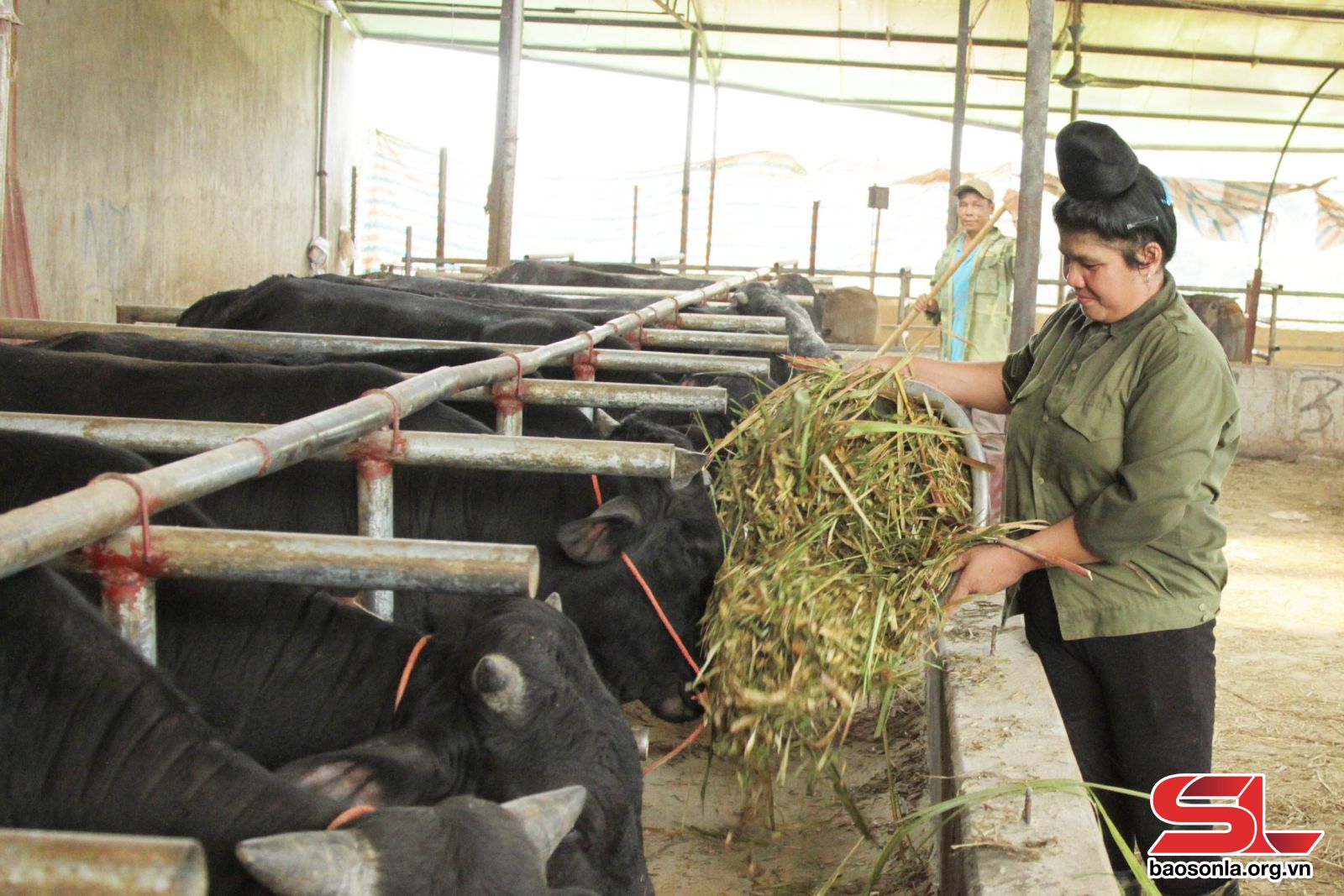 Sơn La: Hiệu quả các dự án hỗ trợ nông dân Sơn La: Hiệu quả các dự án hỗ trợ nông dân