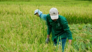 Lai Châu: Nông dân Nậm Nhùn được mùa lúa đông xuân
