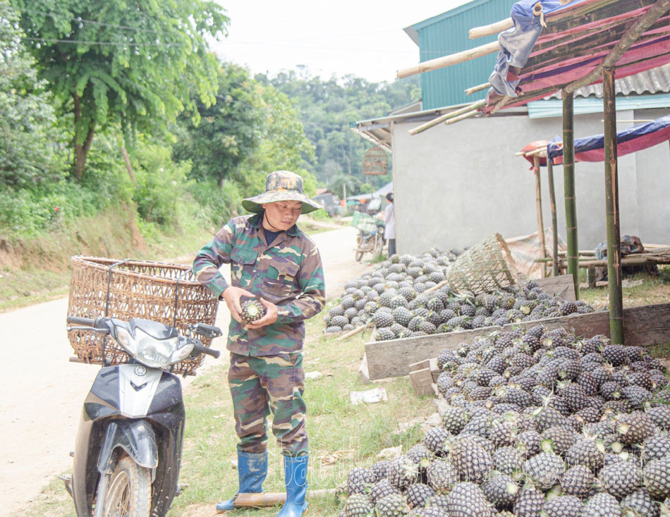 Điện Biên: Pu Lau thoát nghèo từ dứa
