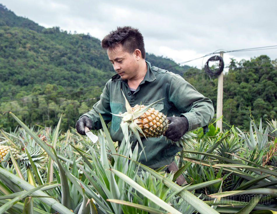 Điện Biên: Pu Lau thoát nghèo từ dứa