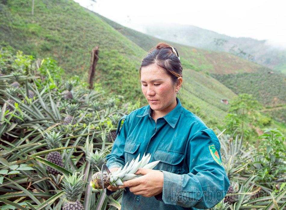 Điện Biên: Pu Lau thoát nghèo từ dứa
