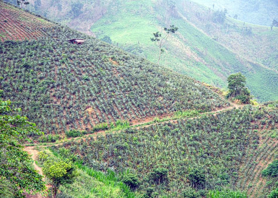 Điện Biên: Pu Lau thoát nghèo từ dứa