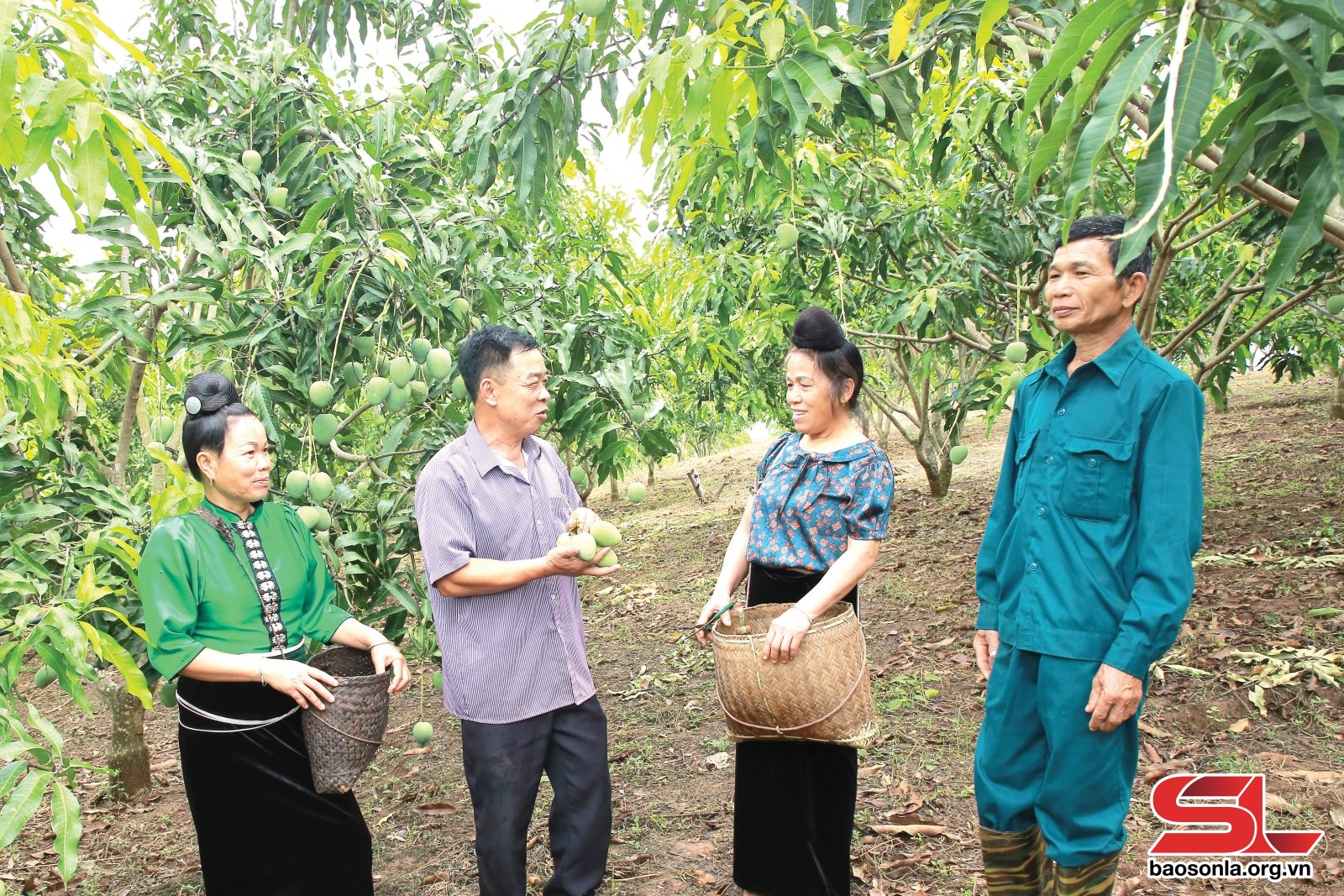 Sơn La: Nông dân làm giàu từ cây ăn quả