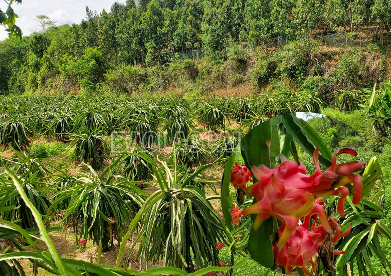 Lào Cai: Minh Tân mùa thu hoạch thanh long ruột đỏ Lào Cai: Minh Tân mùa thu hoạch thanh long ruột đỏ