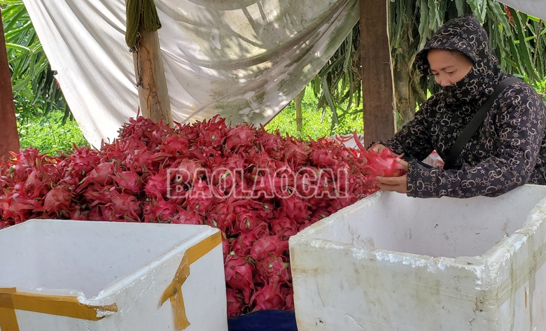 Lào Cai: Minh Tân mùa thu hoạch thanh long ruột đỏ Lào Cai: Minh Tân mùa thu hoạch thanh long ruột đỏ