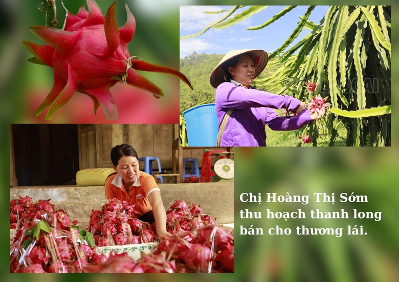 Lào Cai: Minh Tân mùa thu hoạch thanh long ruột đỏ Lào Cai: Minh Tân mùa thu hoạch thanh long ruột đỏ