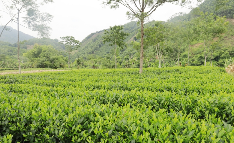 Hiệu quả từ mô hình canh tác chè an toàn sinh học ở Bảo Yên Hiệu quả từ mô hình canh tác chè an toàn sinh học ở Bảo Yên