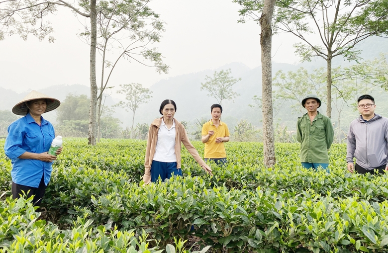Hiệu quả từ mô hình canh tác chè an toàn sinh học ở Bảo Yên Hiệu quả từ mô hình canh tác chè an toàn sinh học ở Bảo Yên