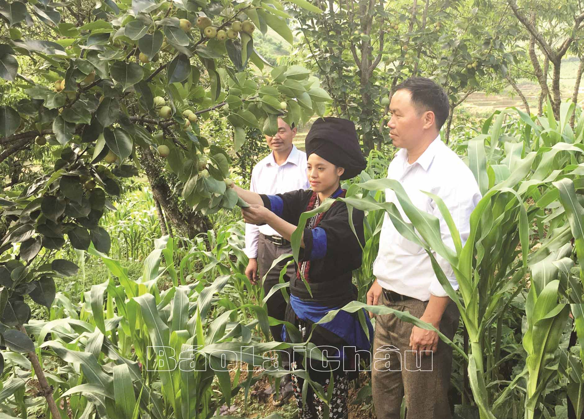 Hiệu quả từ trồng cây lê ở Phăng Sô Lin Hiệu quả từ trồng cây lê ở Phăng Sô Lin