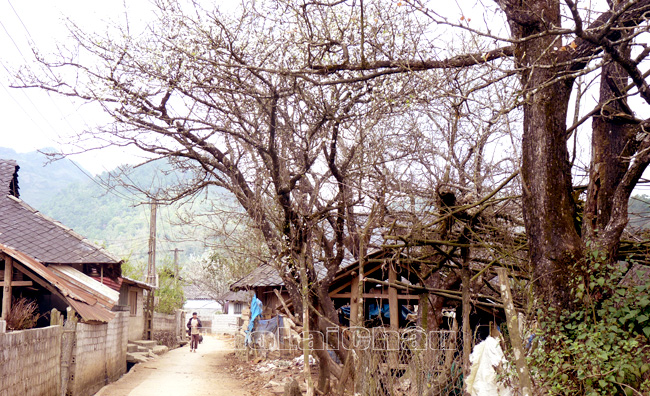 Hiệu quả từ trồng cây lê ở Phăng Sô Lin Hiệu quả từ trồng cây lê ở Phăng Sô Lin