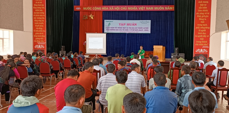 Lào Cai: Liên kết sản xuất, tiêu thụ atiso