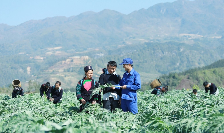 Lào Cai: Liên kết sản xuất, tiêu thụ atiso