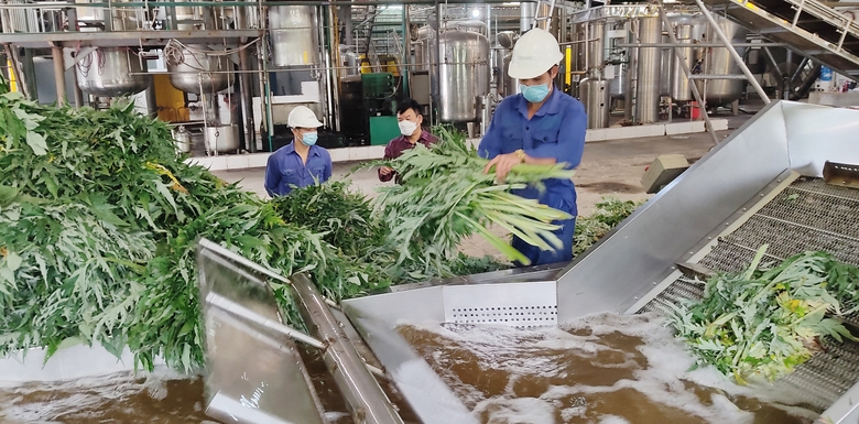 Lào Cai: Liên kết sản xuất, tiêu thụ atiso