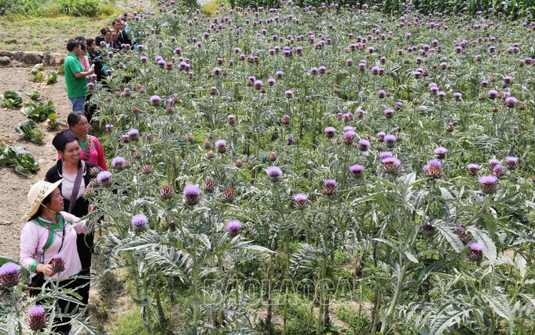 Lào Cai: Liên kết sản xuất, tiêu thụ atiso