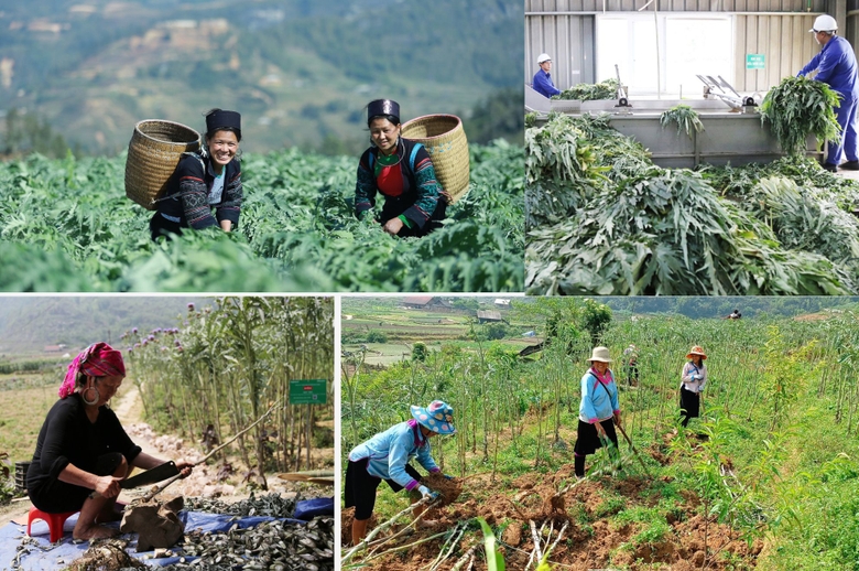 Lào Cai: Liên kết sản xuất, tiêu thụ atiso