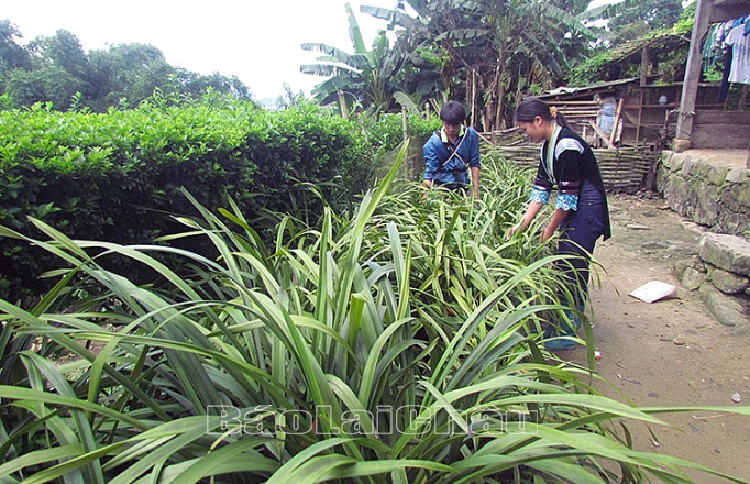 Lai Châu: Trồng cây hoa địa lan - hướng phát triển nông nghiệp ở Sìn Hồ Lai Châu: Trồng cây hoa địa lan - hướng phát triển nông nghiệp ở Sìn Hồ