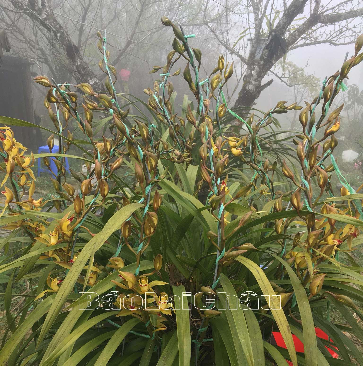 Lai Châu: Trồng cây hoa địa lan - hướng phát triển nông nghiệp ở Sìn Hồ Lai Châu: Trồng cây hoa địa lan - hướng phát triển nông nghiệp ở Sìn Hồ
