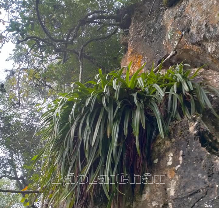 Lai Châu: Trồng cây hoa địa lan - hướng phát triển nông nghiệp ở Sìn Hồ Lai Châu: Trồng cây hoa địa lan - hướng phát triển nông nghiệp ở Sìn Hồ
