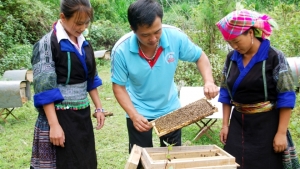 Yên Bái: Mù Cang Chải có gần 6.300 đàn ong nuôi