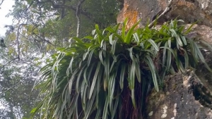 Lai Châu: Trồng cây hoa địa lan - hướng phát triển nông nghiệp ở Sìn Hồ