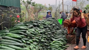 Điện Biên: Mường Nhé sản xuất nông nghiệp theo hướng bền vững