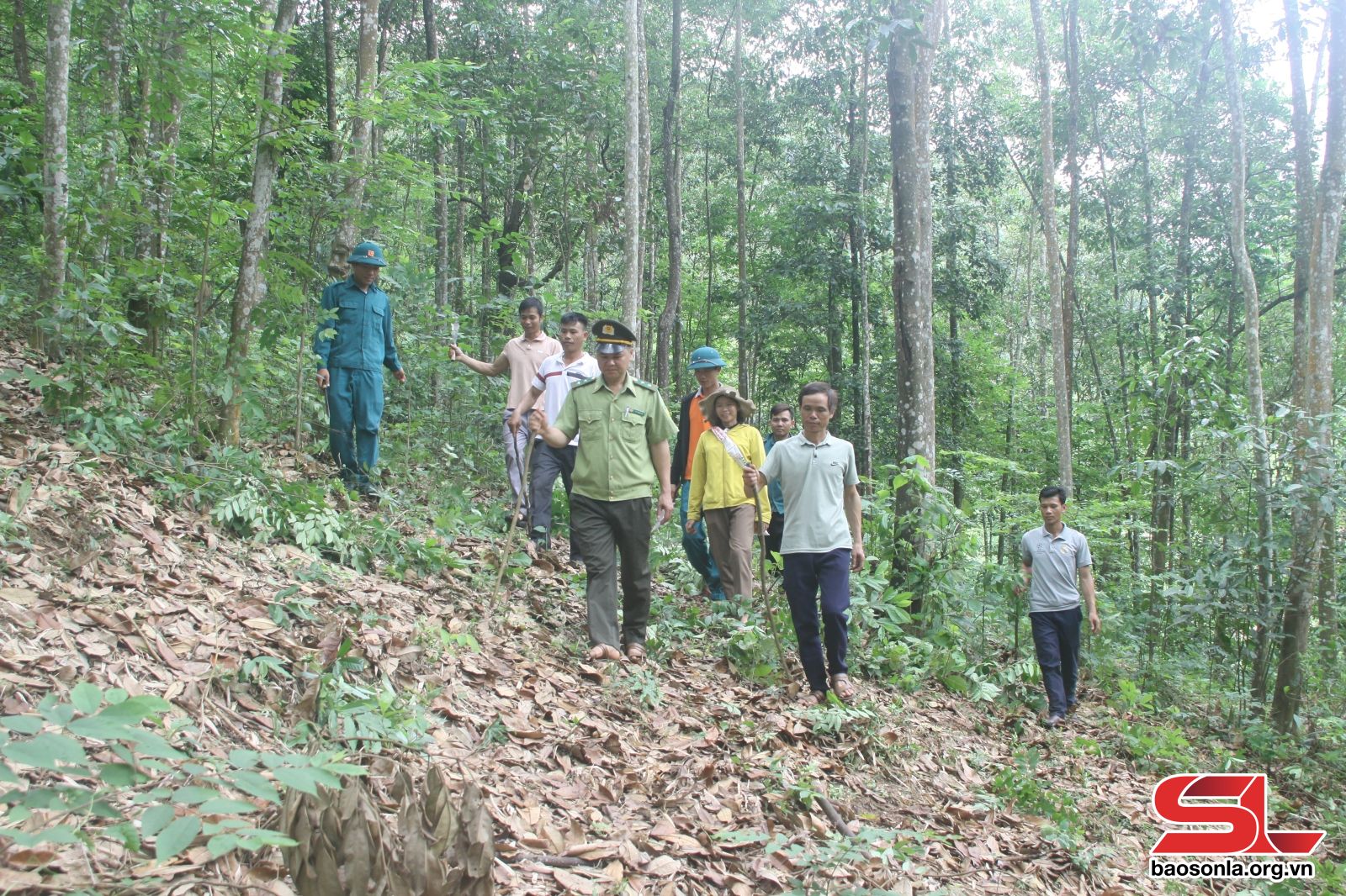 Sơn La: Tăng cường quản lý, bảo vệ và phát triển rừng