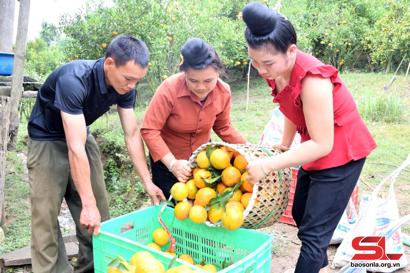 Sơn La: Sốp Cộp xây dựng sản phẩm OCOP Sơn La: Sốp Cộp xây dựng sản phẩm OCOP