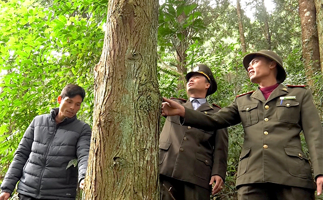 Yên Bái tăng cường quản lý và phát triển rừng bền vững Yên Bái tăng cường quản lý và phát triển rừng bền vững