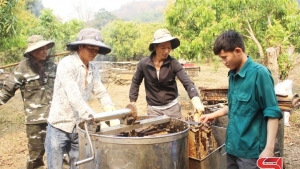 Sơn La: Triển vọng nghề nuôi ong mật