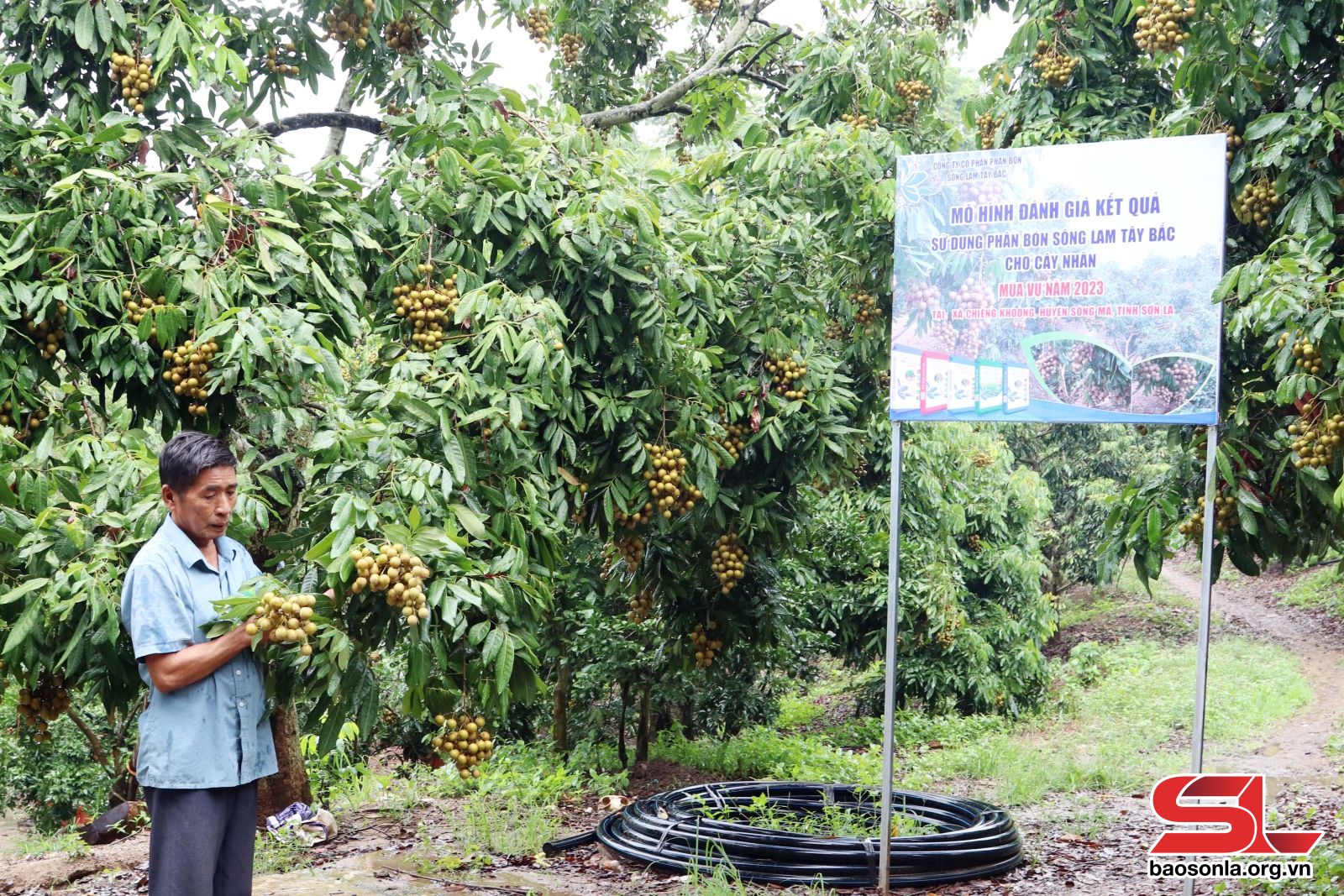 Sơn La: Đồng hành cùng nông dân thêm những mùa vàng - Sơn La: Đồng hành cùng nông dân thêm những mùa vàng -