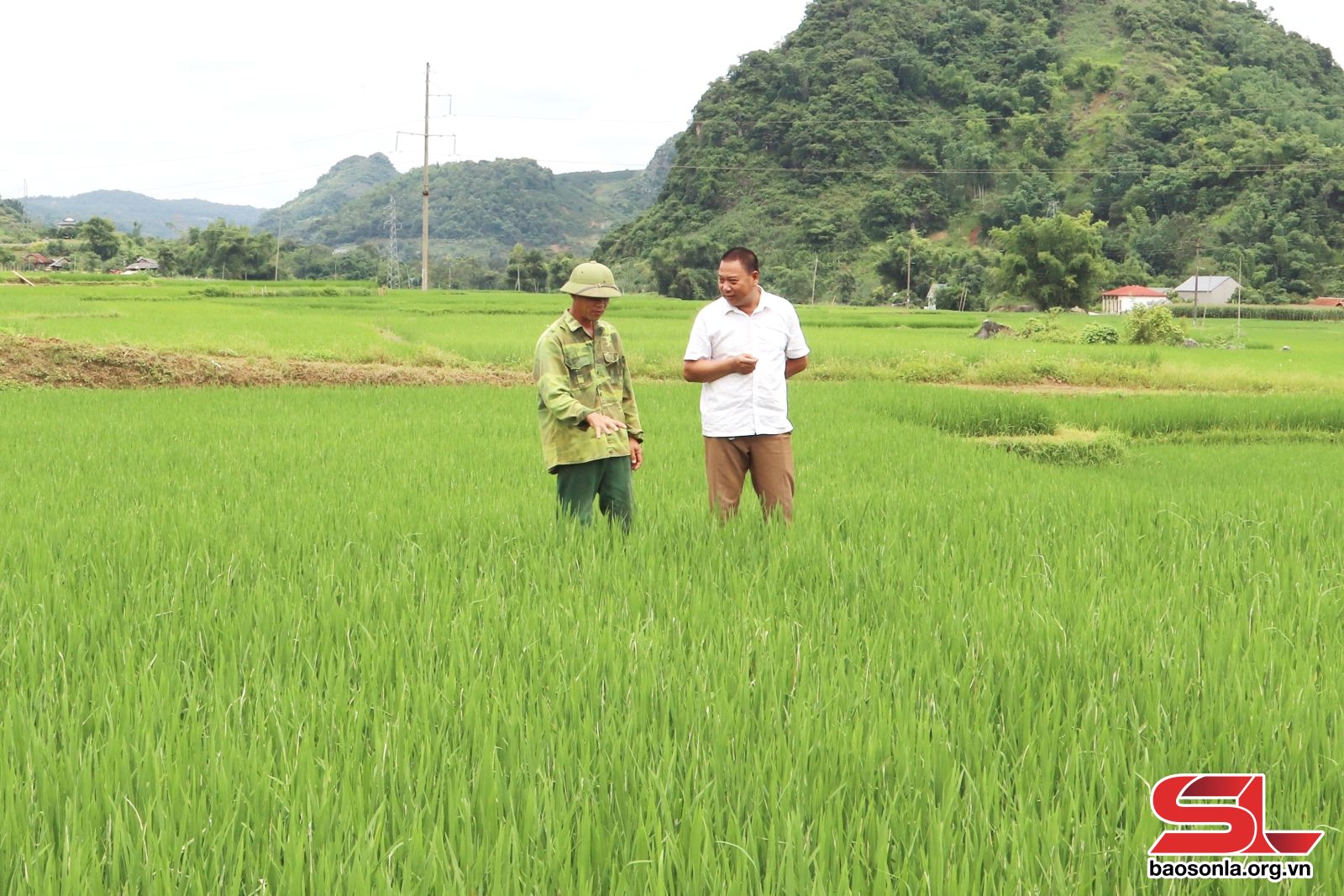 Sơn La: Đồng hành cùng nông dân thêm những mùa vàng - Sơn La: Đồng hành cùng nông dân thêm những mùa vàng -