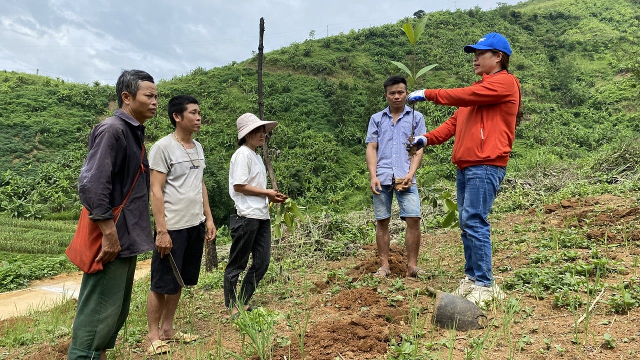Lai Châu: Rộn ràng mùa trồng quế Lai Châu: Rộn ràng mùa trồng quế