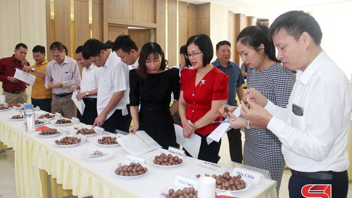 Xây dựng nhãn hiệu “Mắc ca Sơn La” - Xây dựng nhãn hiệu “Mắc ca Sơn La” -