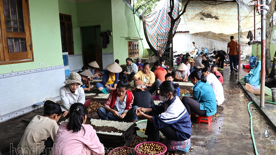 Điện Biên: Long nhãn giá thấp, giảm thu