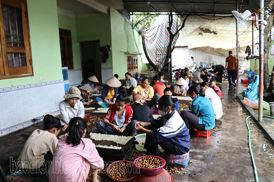 Điện Biên: Long nhãn giá thấp, giảm thu