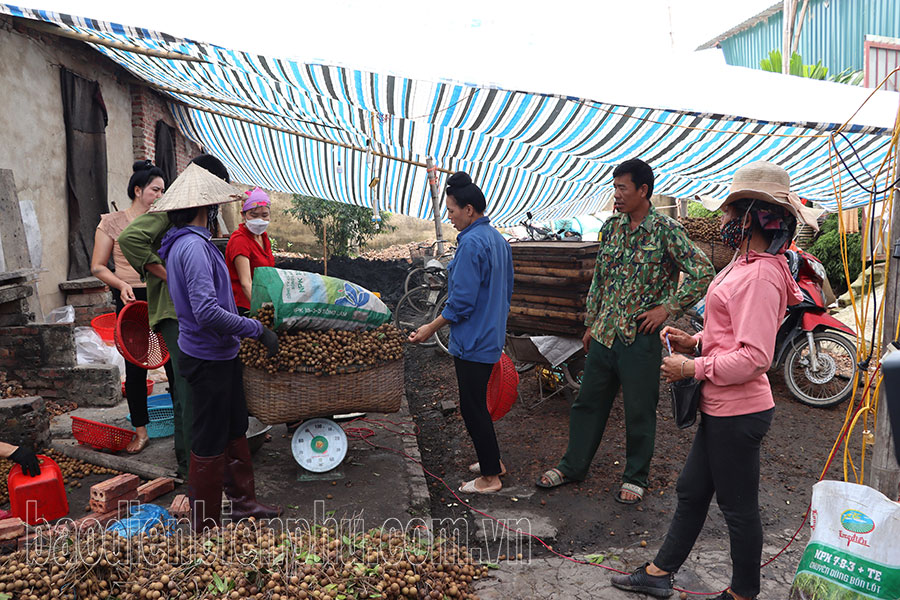 Điện Biên: Long nhãn giá thấp, giảm thu