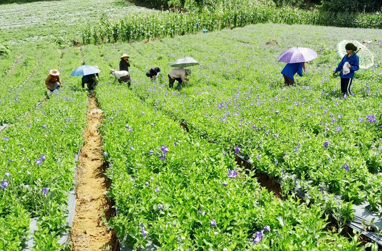 Lào Cai: Các địa phương đẩy nhanh tiến độ trồng, chăm sóc cây dược liệu Lào Cai: Các địa phương đẩy nhanh tiến độ trồng, chăm sóc cây dược liệu