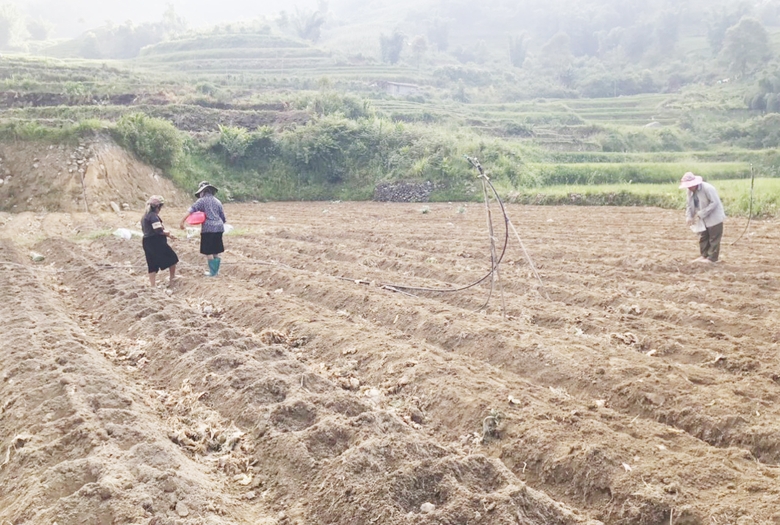 Lào Cai: Các địa phương đẩy nhanh tiến độ trồng, chăm sóc cây dược liệu Lào Cai: Các địa phương đẩy nhanh tiến độ trồng, chăm sóc cây dược liệu