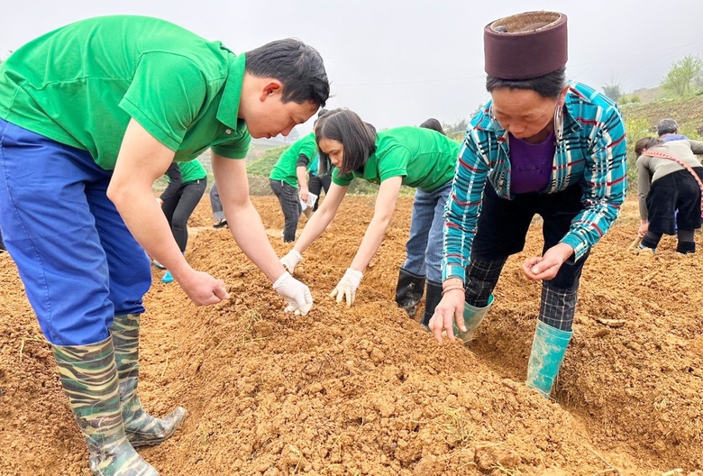 Lào Cai: Các địa phương đẩy nhanh tiến độ trồng, chăm sóc cây dược liệu Lào Cai: Các địa phương đẩy nhanh tiến độ trồng, chăm sóc cây dược liệu