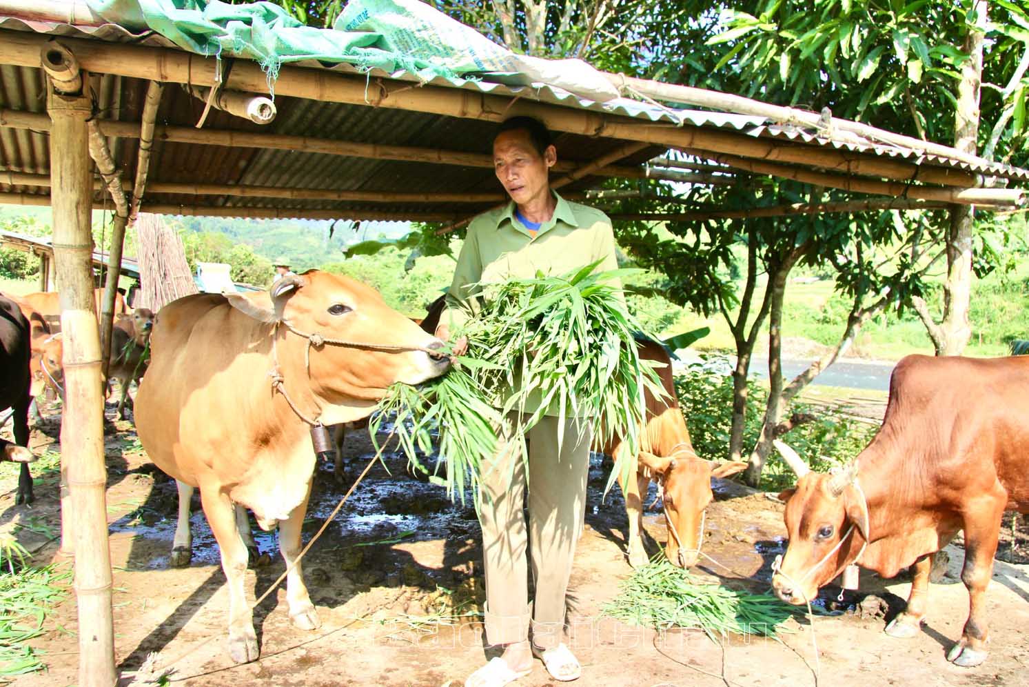 Lai Châu: Vàng San phát triển chăn nuôi