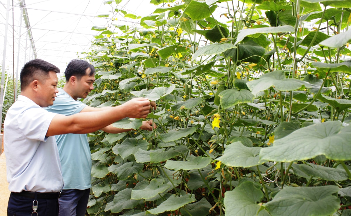 Lai Châu: No ấm từ xanh đồng, sạch đất