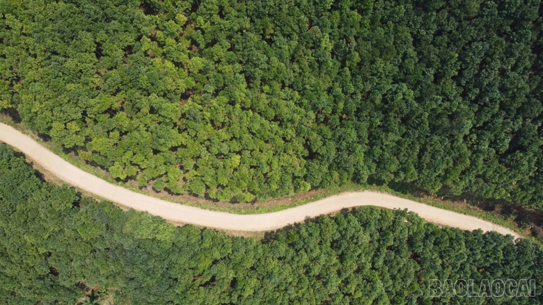 Lào Cai: Phát triển bền vững ngành hàng quế Lào Cai: Phát triển bền vững ngành hàng quế