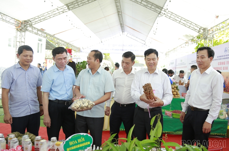 Lào Cai: Phát triển bền vững ngành hàng quế Lào Cai: Phát triển bền vững ngành hàng quế