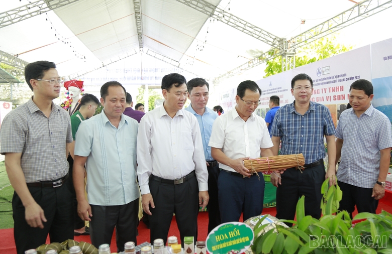 Lào Cai: Phát triển bền vững ngành hàng quế Lào Cai: Phát triển bền vững ngành hàng quế