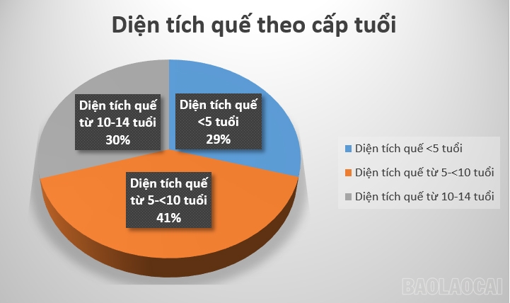 Lào Cai: Phát triển bền vững ngành hàng quế Lào Cai: Phát triển bền vững ngành hàng quế