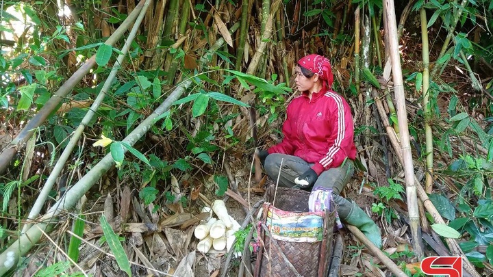 Sơn La: Mùa măng rừng Chiềng Yên -