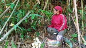 Sơn La: Mùa măng rừng Chiềng Yên