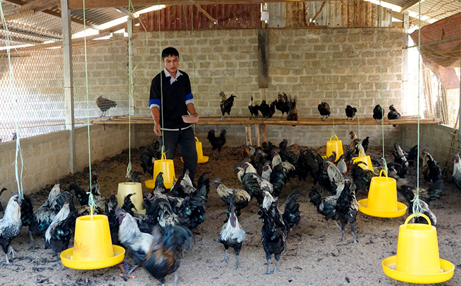 Yên Bái: Chìa khóa nâng cao giá trị sản phẩm nông nghiệp ở Mù Cang Chải Yên Bái: Chìa khóa nâng cao giá trị sản phẩm nông nghiệp ở Mù Cang Chải