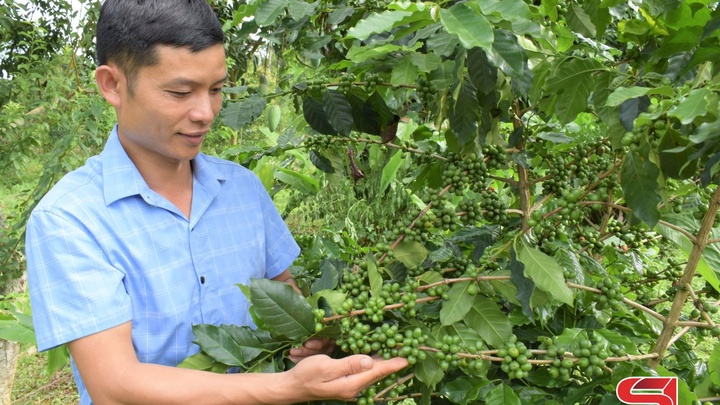 Cây cà phê ở Sốp Cộp -